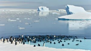 adelie penguin relies on sea ice