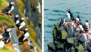 arctic puffins and penguins