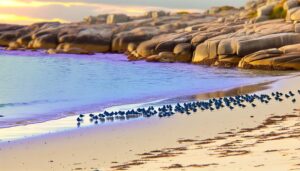 blue penguins in tasmania