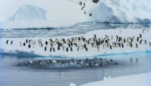 chinstr penguin lifespan facts