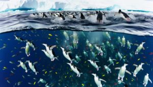 chinstrap penguins dietary habits