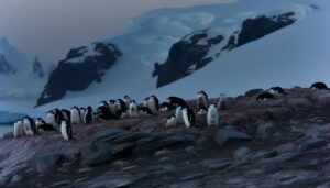 chinstrap penguins unique sleep