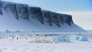 comparing arctic fox families