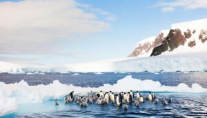 emperor penguin life history