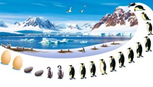 emperor penguin life stages