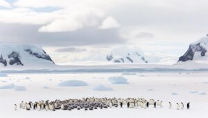 emperor penguin population decline