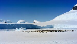 emperor penguin population status