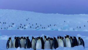 emperor penguin vocalizations study