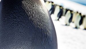 emperor penguins are feathered