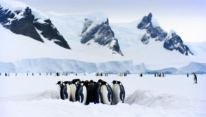 emperor penguins gather colonies