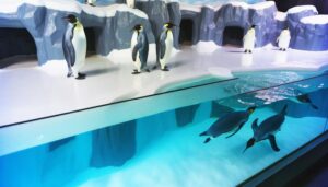 emperor penguins in captivity