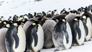 emperor penguins lack blubber