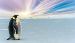 emperor penguins need space