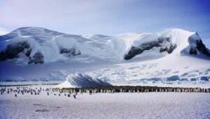 emperor penguins population estimate