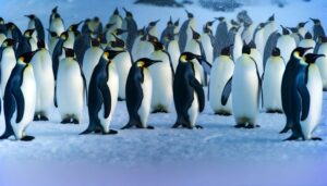 emperor penguins waddle cutely