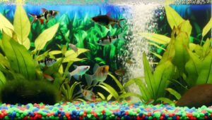 fish tank compatibility guide