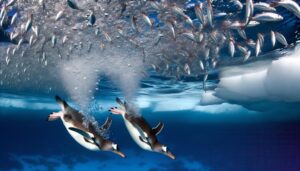 gentoo penguins breath holding ability