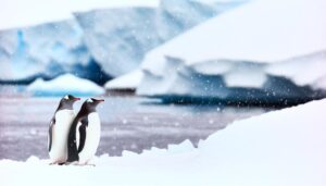 gentoo penguins monogamous behavior