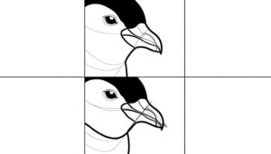 guide to drawing penguin