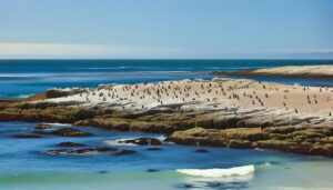 humboldt penguin population estimate