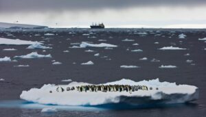 impact of humans on emperor penguins