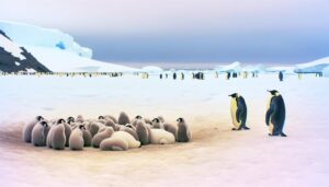 king penguin chicks big