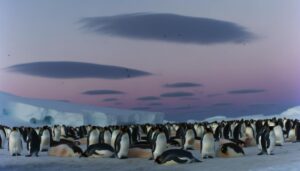 king penguins sleep habits