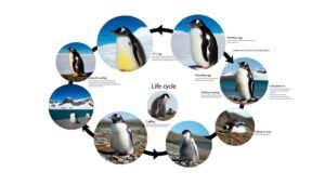 life stages of gentoo penguins