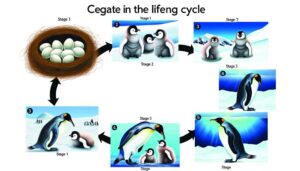 macaroni penguin s life stages