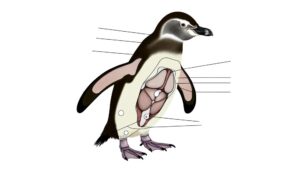 penguin anatomy and adaptations