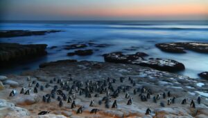 penguin population conservation efforts