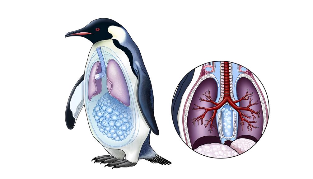 penguin respiratory system details