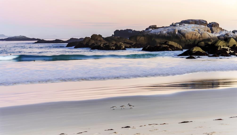 penguin viewing at manly