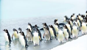 penguins adaptation for swimming