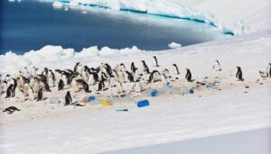 penguins and plastic pollution