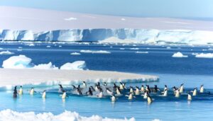 penguins cool off behavior