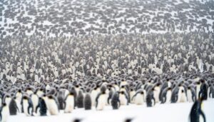 penguins huddle to survive