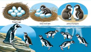 penguins life cycle details