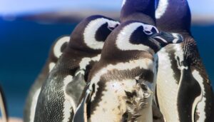 penguins molt during summer