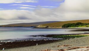 penguins thrive on falklands