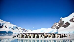 penguins vocalizations and sounds