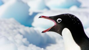 pronunciation of adelie penguin