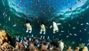 rockhopper penguins eat krill