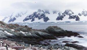 rockhopper penguins live in the subantarctic and antarctic zones