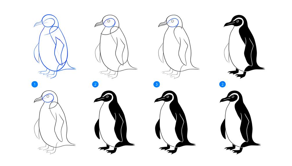 step by step humboldt penguin drawing