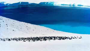 understanding penguin behavior closely