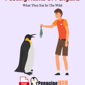 Feeding Habits Of Penguins What They Eat In The Wild