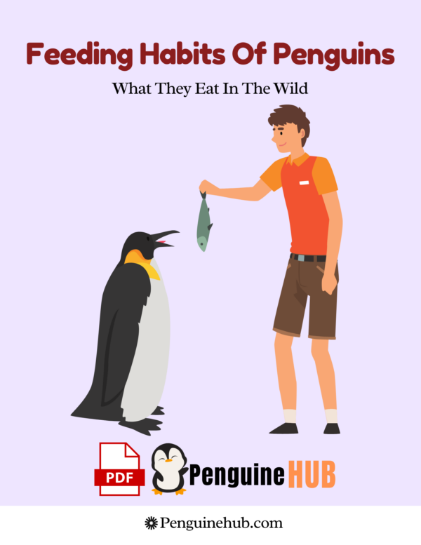 Feeding Habits Of Penguins What They Eat In The Wild