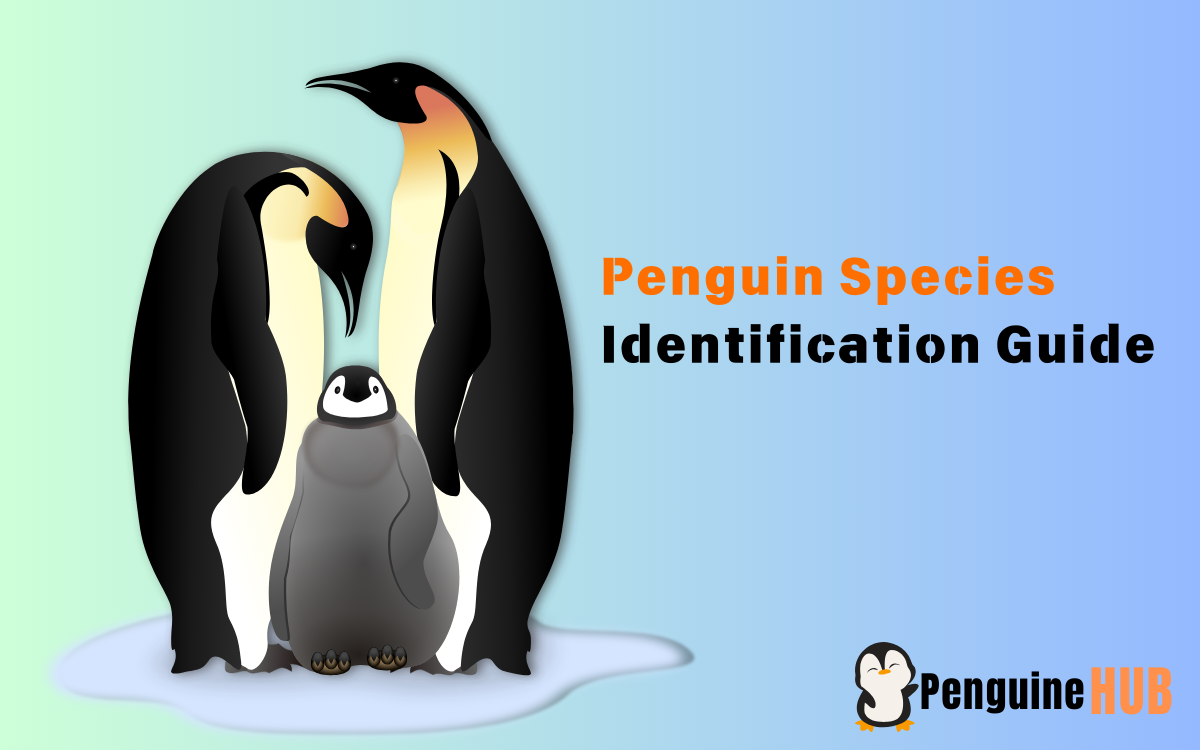 Penguin Species Identification Guide